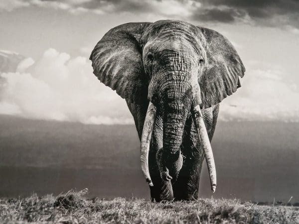 Buy William Fortescue wildlife photograph African Elephant Michael Limited Edition