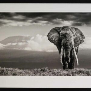 Buy William Fortescue wildlife photograph African Elephant Michael Limited Edition